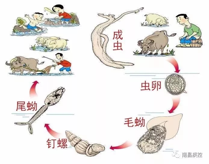 这种不起眼的小东西竟是血吸虫的唯一中间宿主!濠江秋季查螺进行时